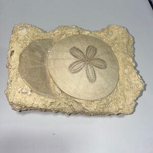 Sand dollar fossil ‘C’